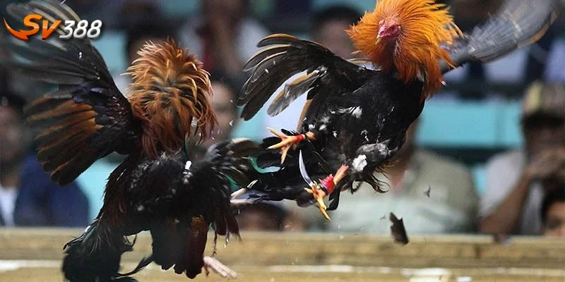 Kinh nghiệm cược kèo chấp đá gà không quá khó áp dụng. 