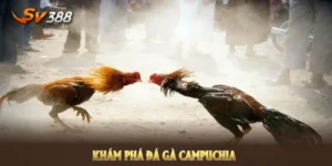 đá gà Campuchia