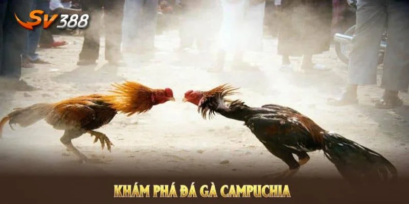 đá gà Campuchia