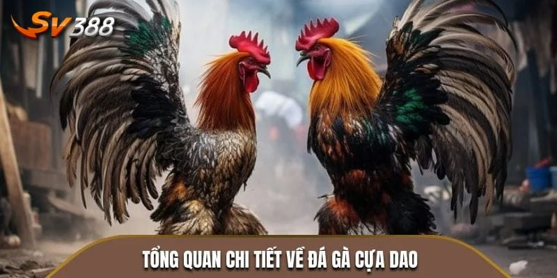 ĐÁ GÀ CỰA DAO 1 Từ A-Z thông tin cơ bản về sảnh cược đá gà cựa dao SV388.