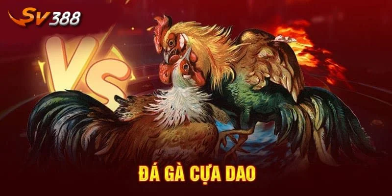 ĐÁ GÀ CỰA DAO 2 Hàng loạt điểm nổi bật giúp sảnh cược có lượng người chơi đông.
