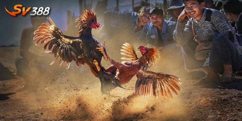 ĐÁ GÀ CỰA DAO 3 Bí kíp đá gà cựa dao thành công cho mọi tân thủ.
