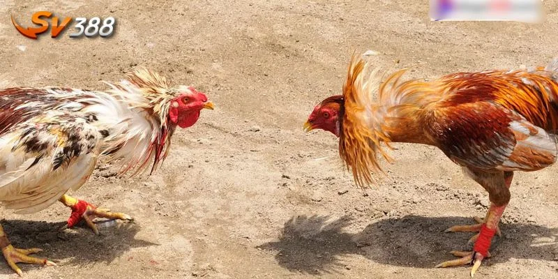 Đá Gà Thomo 1 Đá gà Thomo SV388 mang đến trải nghiệm thư giãn tuyệt đỉnh.