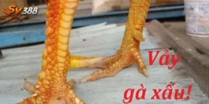 Vảy gà xấu
